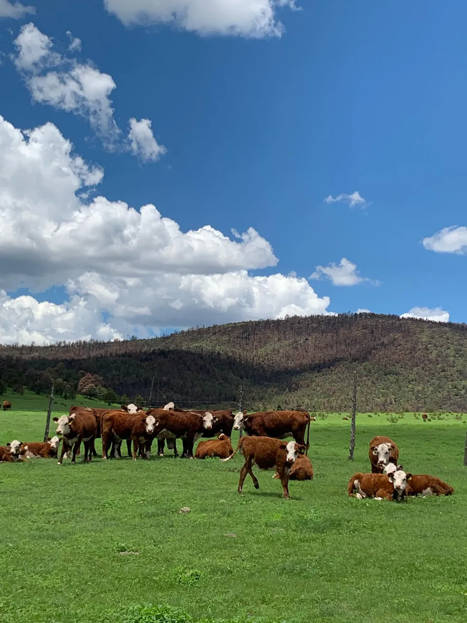 Ganado pastando