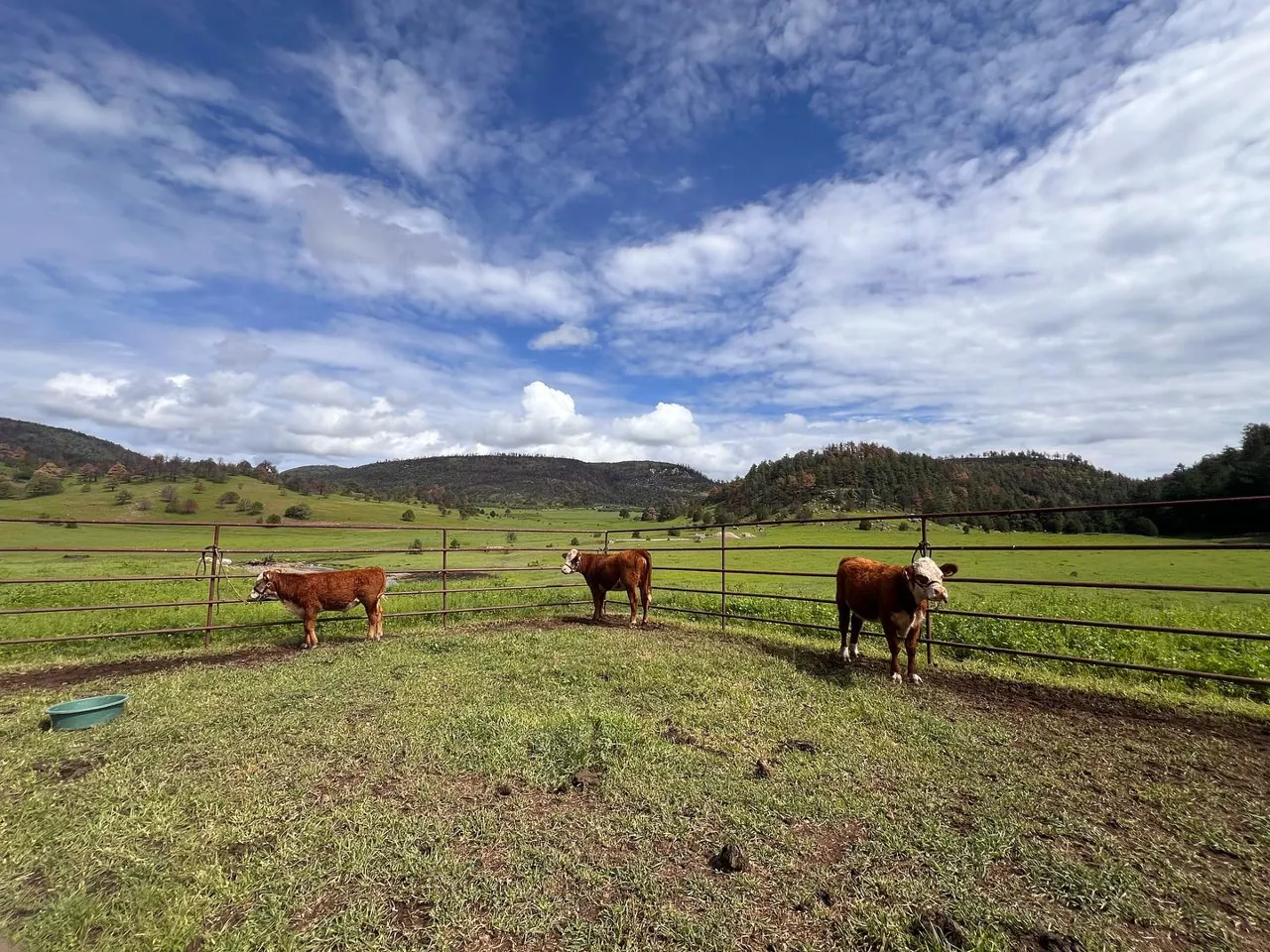 Sementales Hereford