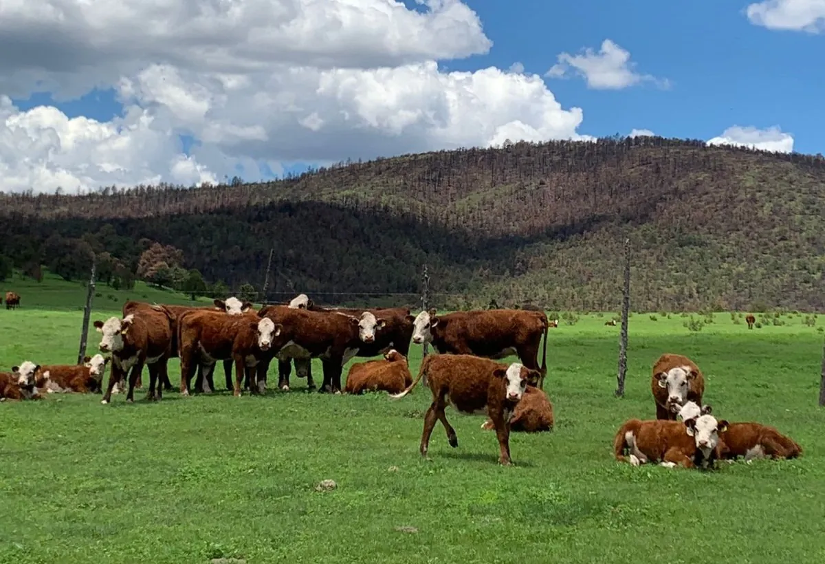 Rancho El Precioso